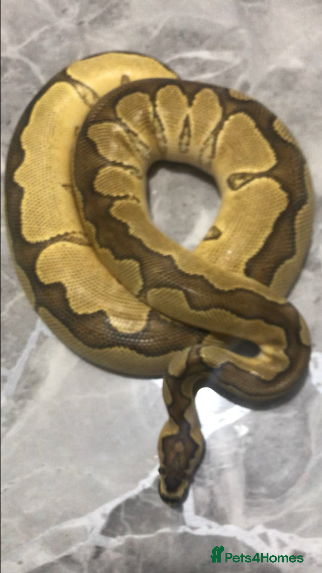 Python Snake reptiles for sale: Ball pythons both sexes  in Peterlee - Image 3
