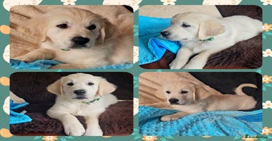 Golden Retriever dogs - Advert 1