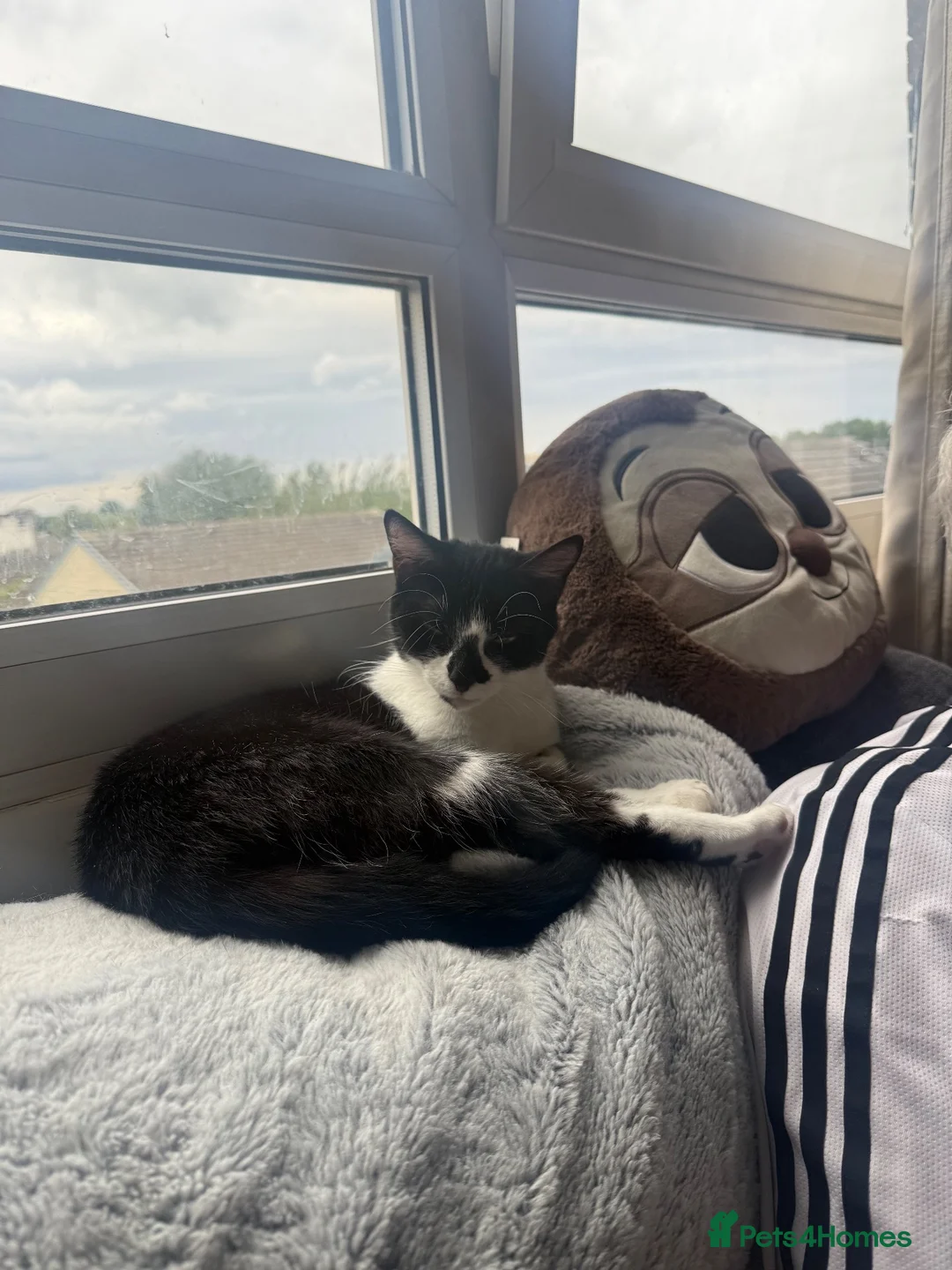 Mixed Breed cats for sale: 5 year old girl needs a home asap in South Shields - Advert 9
