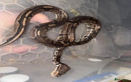Python Snake reptiles for sale: 3 beautiful female pythons - Image 4