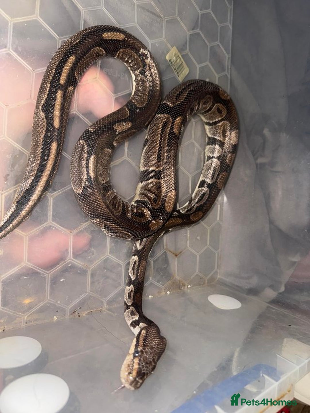 Python Snake reptiles for sale: 3 beautiful female pythons - Image 4