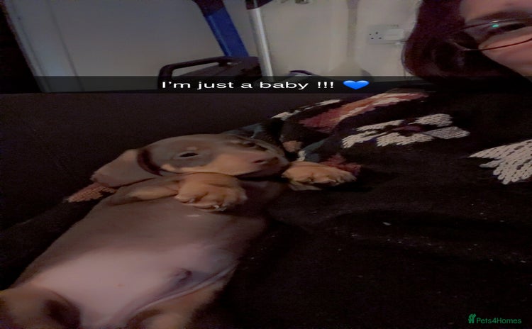 Dachshund dogs - Advert 1