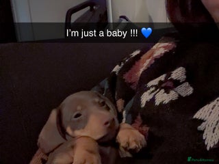 Dachshund dogs - Advert 2