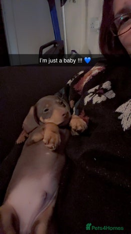 Dachshund dogs - Advert 1