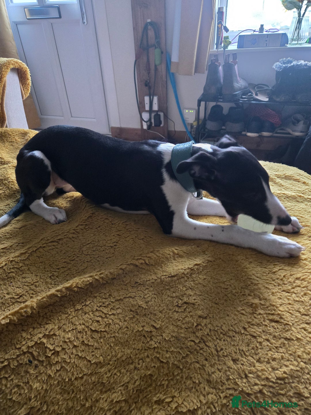 Whippet dogs for sale: Female Whippet Puppy 13 weeks old - Advert 4