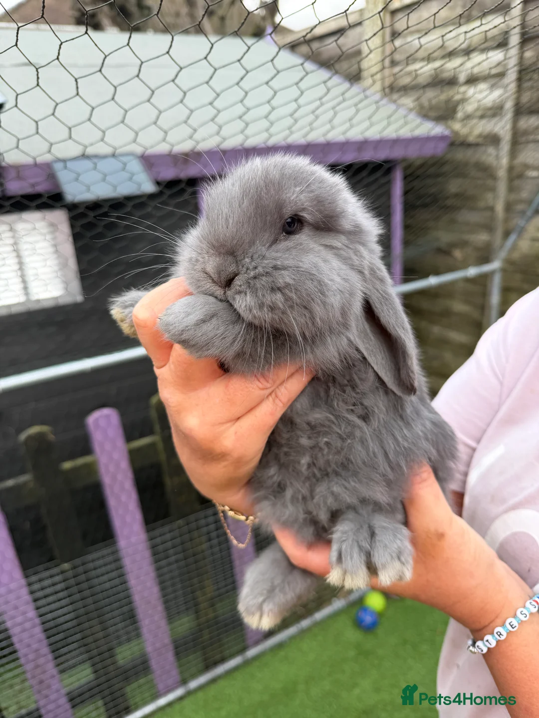 French Lop rabbits for sale: French lops  - Advert 10