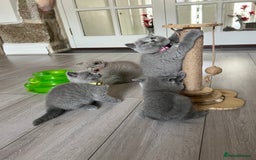 British Shorthair cats for sale: 5 gorgeous British shorthair kittens ! - Image 7
