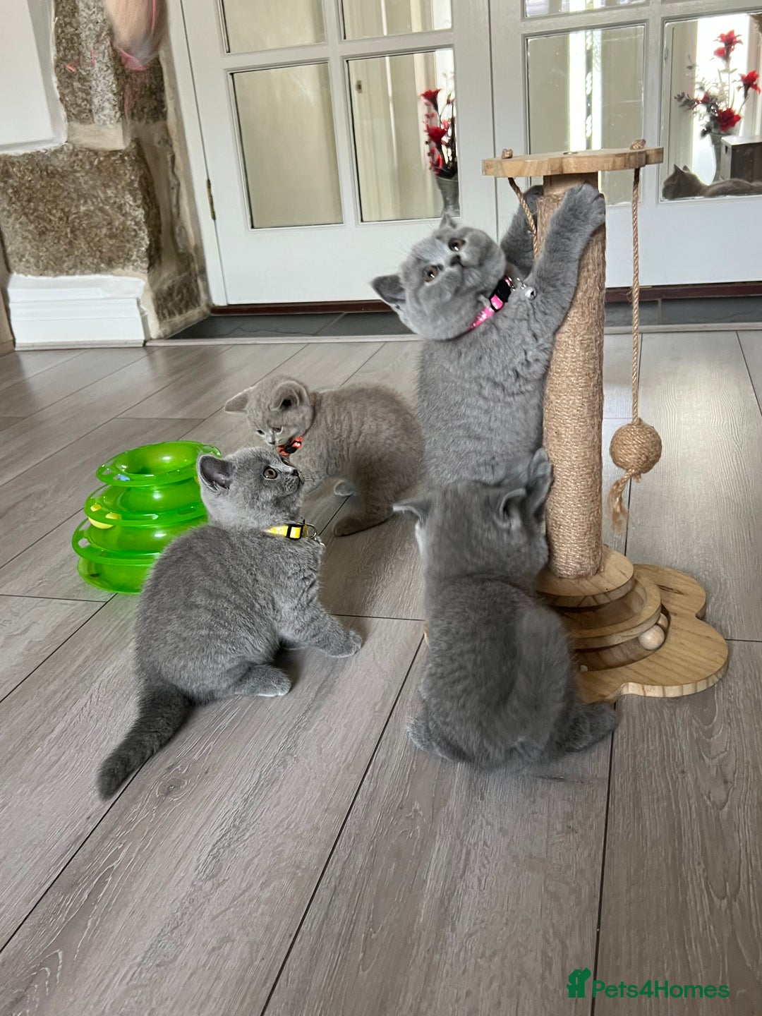 British Shorthair cats for sale: 5 gorgeous British shorthair kittens ! - Image 7