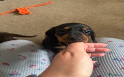 Dachshund dogs for sale: Kc standard Black and Tan dachshunds - Image 21