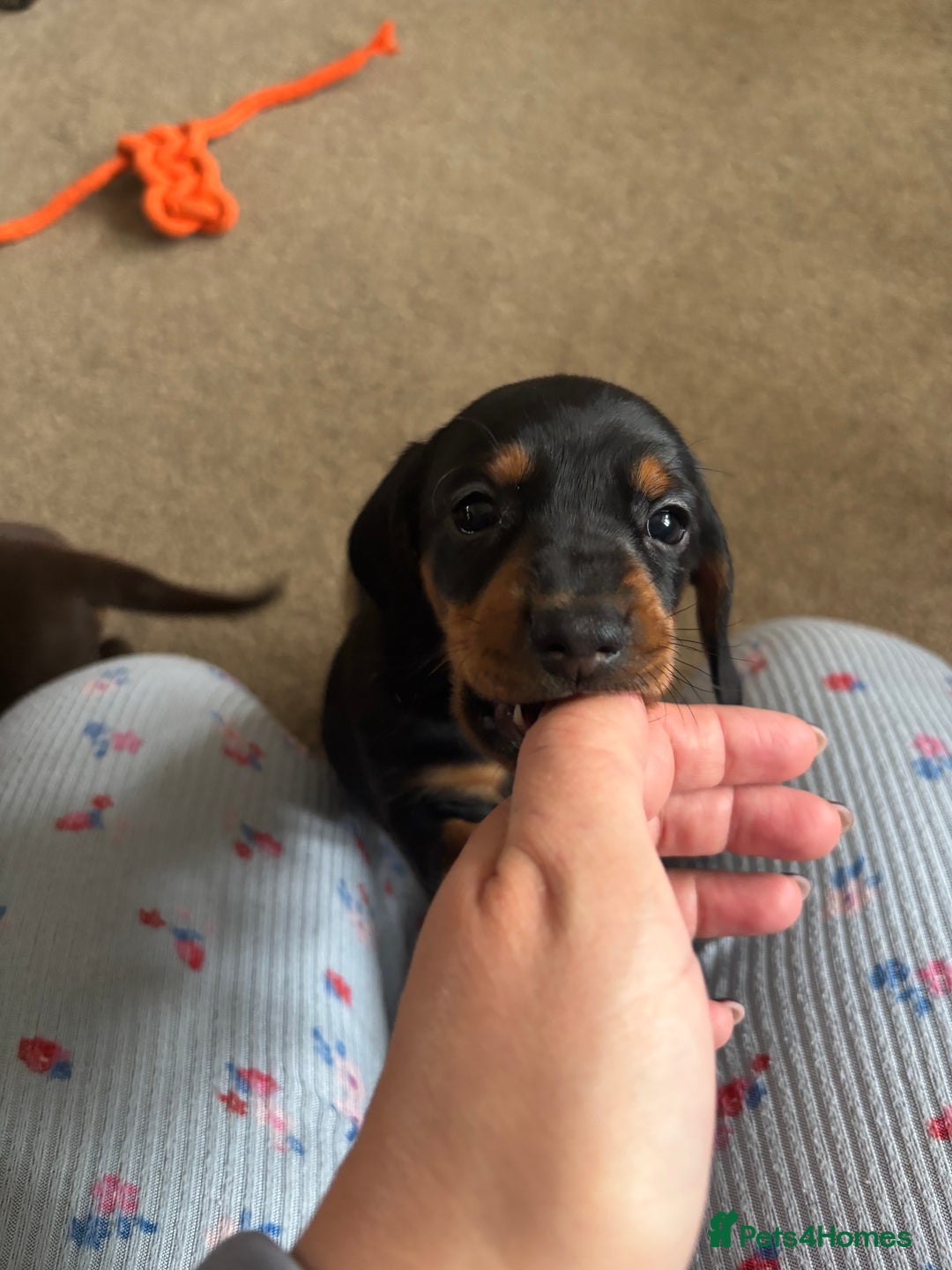 Dachshund dogs for sale: Kc standard Black and Tan dachshunds - Image 21