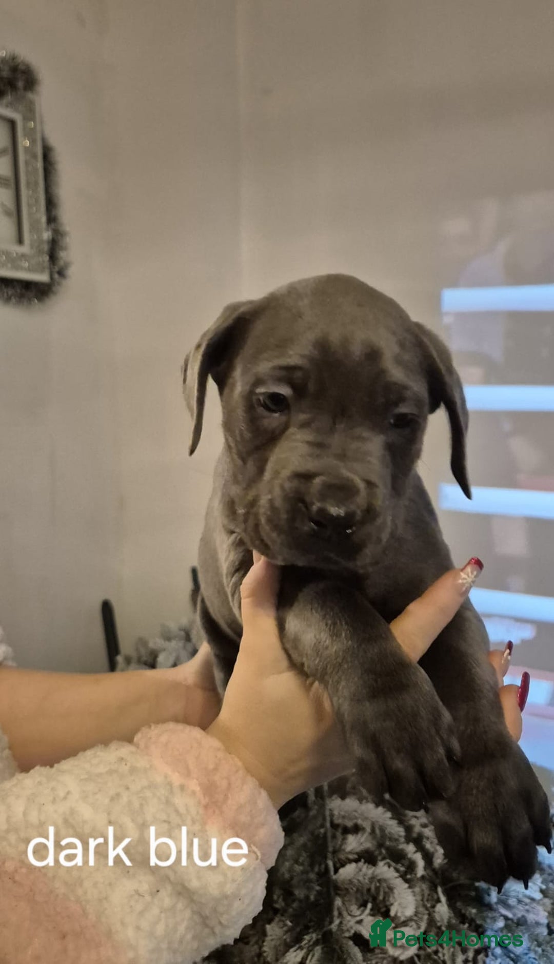 Cane Corso dogs for sale: Cane corso puppies - Advert 13