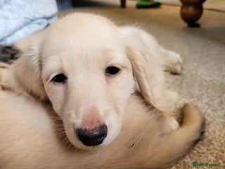 Miniature Dachshund dogs - Advert 2