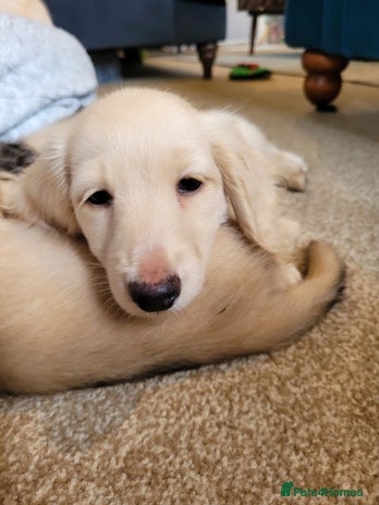 Miniature Dachshund dogs - Advert 1