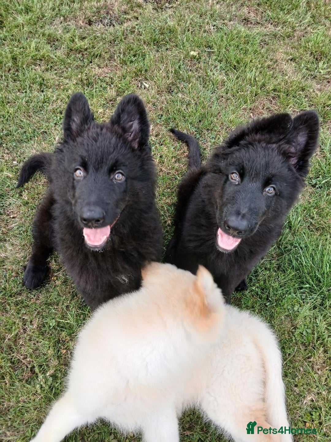German Shepherd dogs for sale: Ready Now Beautiful Big Long Coated GSD Puppies - Image 9
