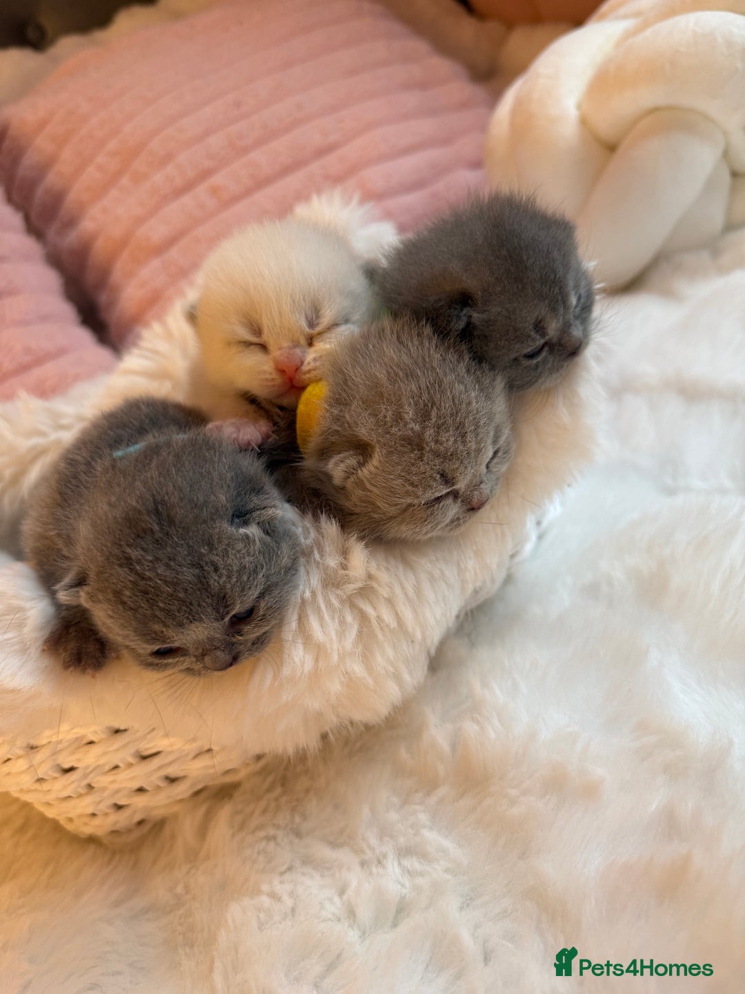 British Shorthair cats for sale: Pure British shorthair Champion line 😻🥇🏆 - Image 7