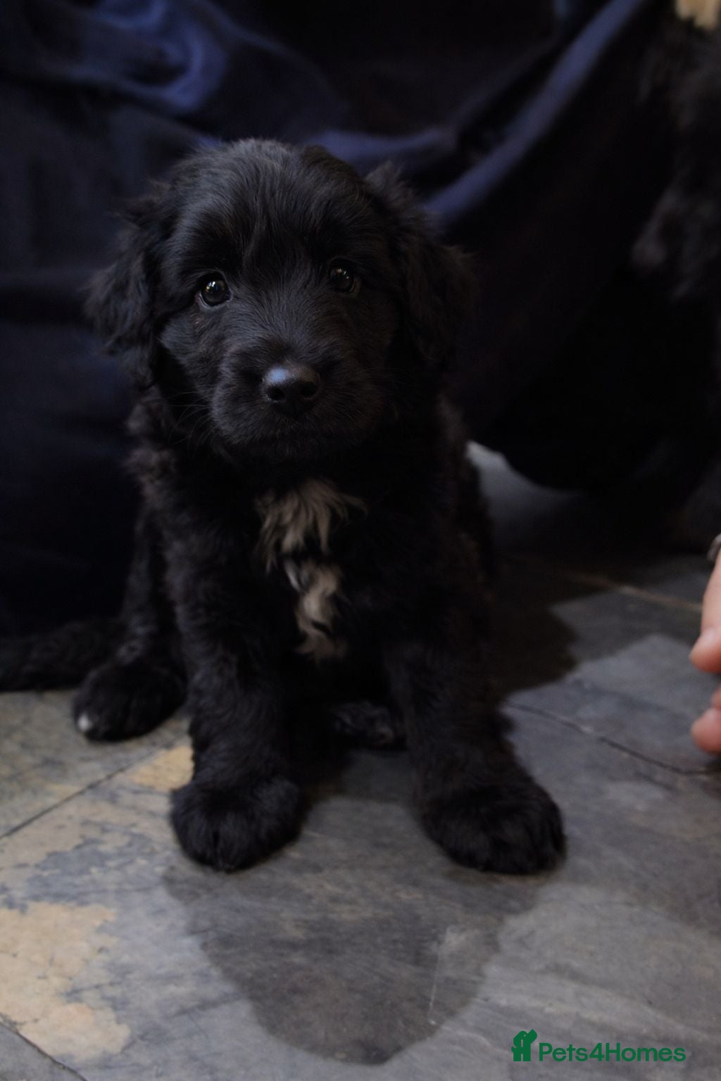 Bordoodle dogs The most wonderful Bordoodle puppies in the land! - Advert 2