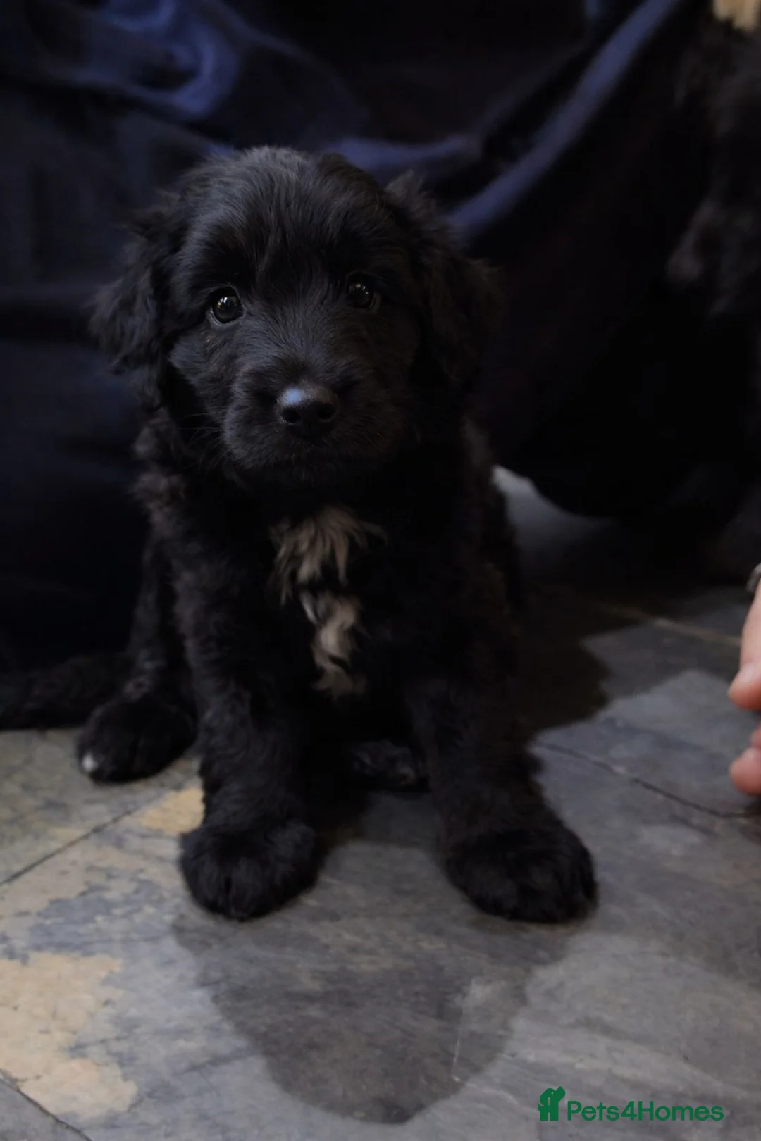 Bordoodle dogs for sale: The most wonderful Bordoodle puppies in the land! - Advert 1