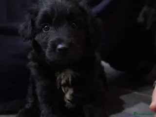 Bordoodle dogs The most wonderful Bordoodle puppies in the land! - Advert 2