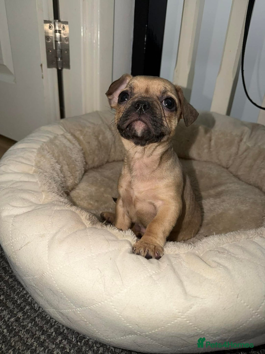 Frug dogs for sale: Frug puppy 9 weeks old  - Advert 4