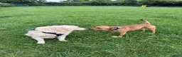Mixed Breed dogs for sale: Staffordshire bull terrier mixed breed  - Advert 1