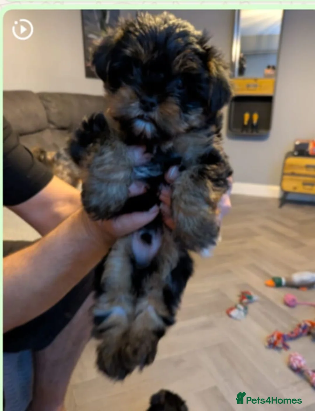 Yorkshire Terrier dogs for sale: Cute yorkies for sale - Advert 16