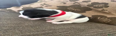 Jack Russell 5