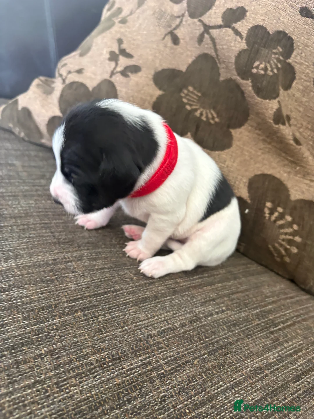 Jack Russell dogs for sale: Lovely Jack Russel puppies  - Advert 2