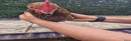 Mixed Breed poultry for sale: Stunning variety of hens cocks and drakes  - Advert 3