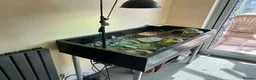 Tortoise reptiles for sale: Spur Thigh Hatchling Tortoises - Advert 7