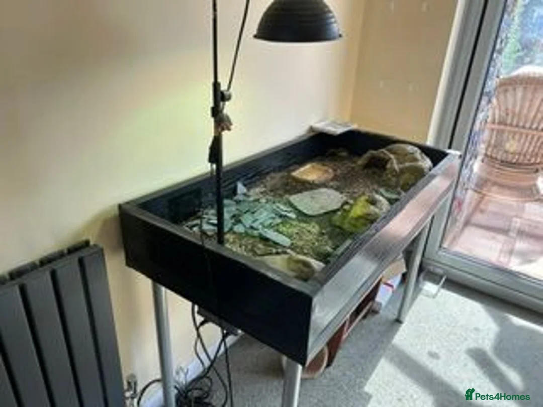 Tortoise reptiles for sale: Spur Thigh Hatchling Tortoises - Advert 7