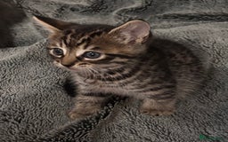 Mixed Breed cats for sale: 7 Gorgeous mixed kittens - Image 12
