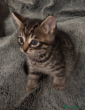 Mixed Breed cats Gorgeous male tabby kitten - Advert 9