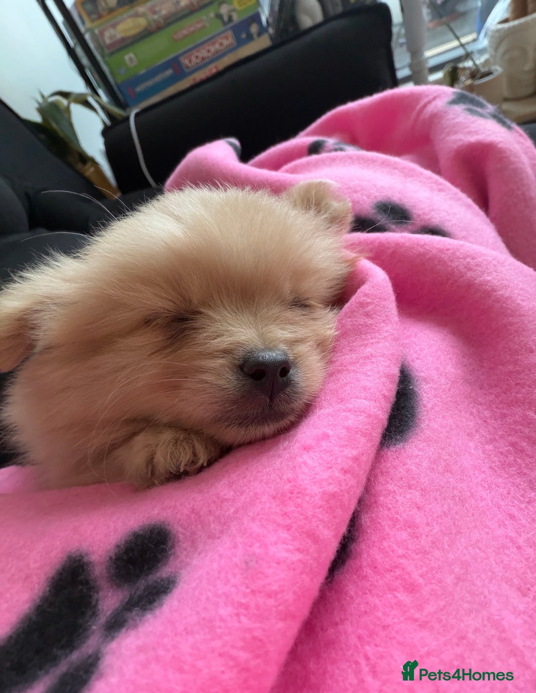 Mixed Breed dogs for sale: 🐾 Tiny Pomapoo Puppy for Sale – Meet Winnie! 🐾 - Image 6