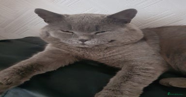 British Shorthair cats - Advert 13