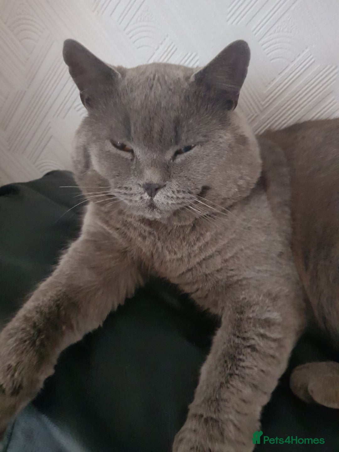 British Shorthair cats for sale: Fantastic beautiful BRITISH BLUE boy - Image 2