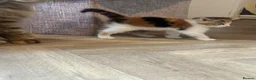 Maine Coon cats for sale: Beautiful Maine Coon Kittens in Uxbridge - Advert 6