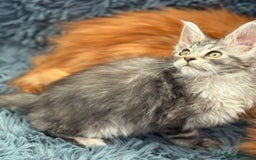 Maine Coon cats for sale: European Blood Lines GCCF Reg Main Coon Kittens  - Image 17