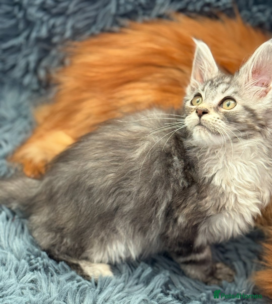 Maine Coon cats for sale: European Blood Lines GCCF Reg Main Coon Kittens  - Image 17