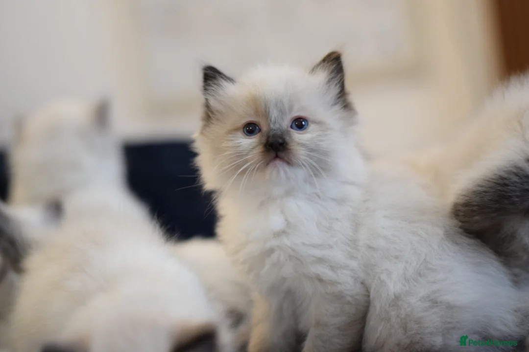 Ragdoll cats for sale: Adorable Ragdoll Kittens Looking for Forever Homes - Advert 1