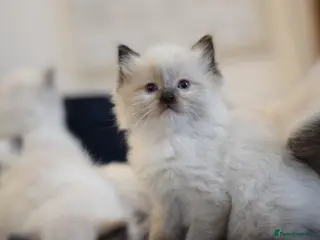 Ragdoll cats Adorable Ragdoll Kittens Looking for Forever Homes - Advert 2