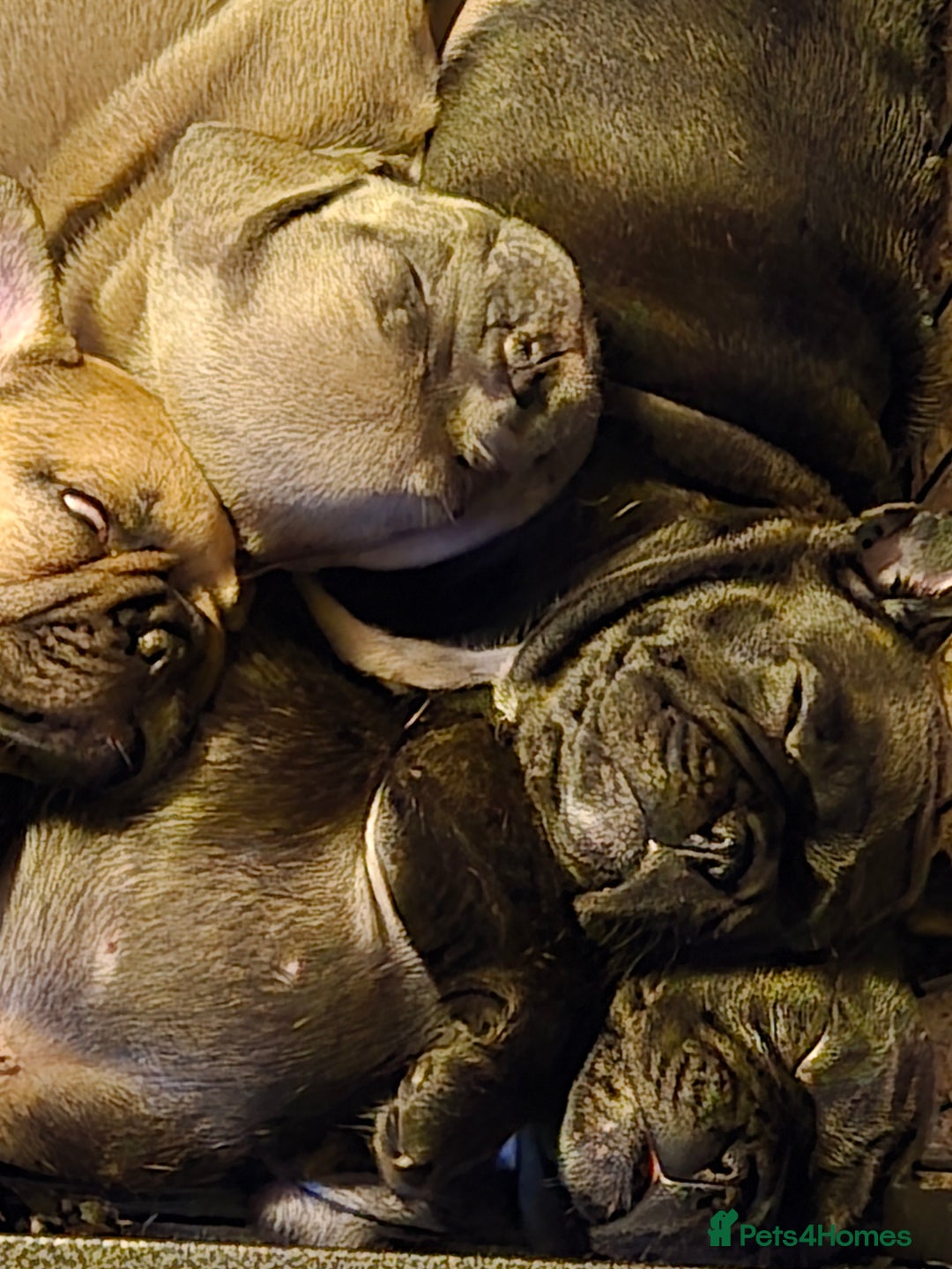 French Bulldog dogs for sale: 5 beautiful healthy French bulldogs. - Image 10