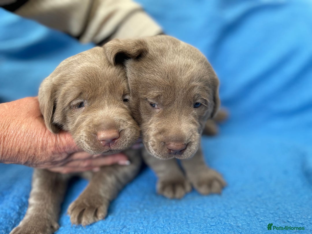Labrador Retriever dogs for sale: Stunning kc silver Labradors  - Image 20