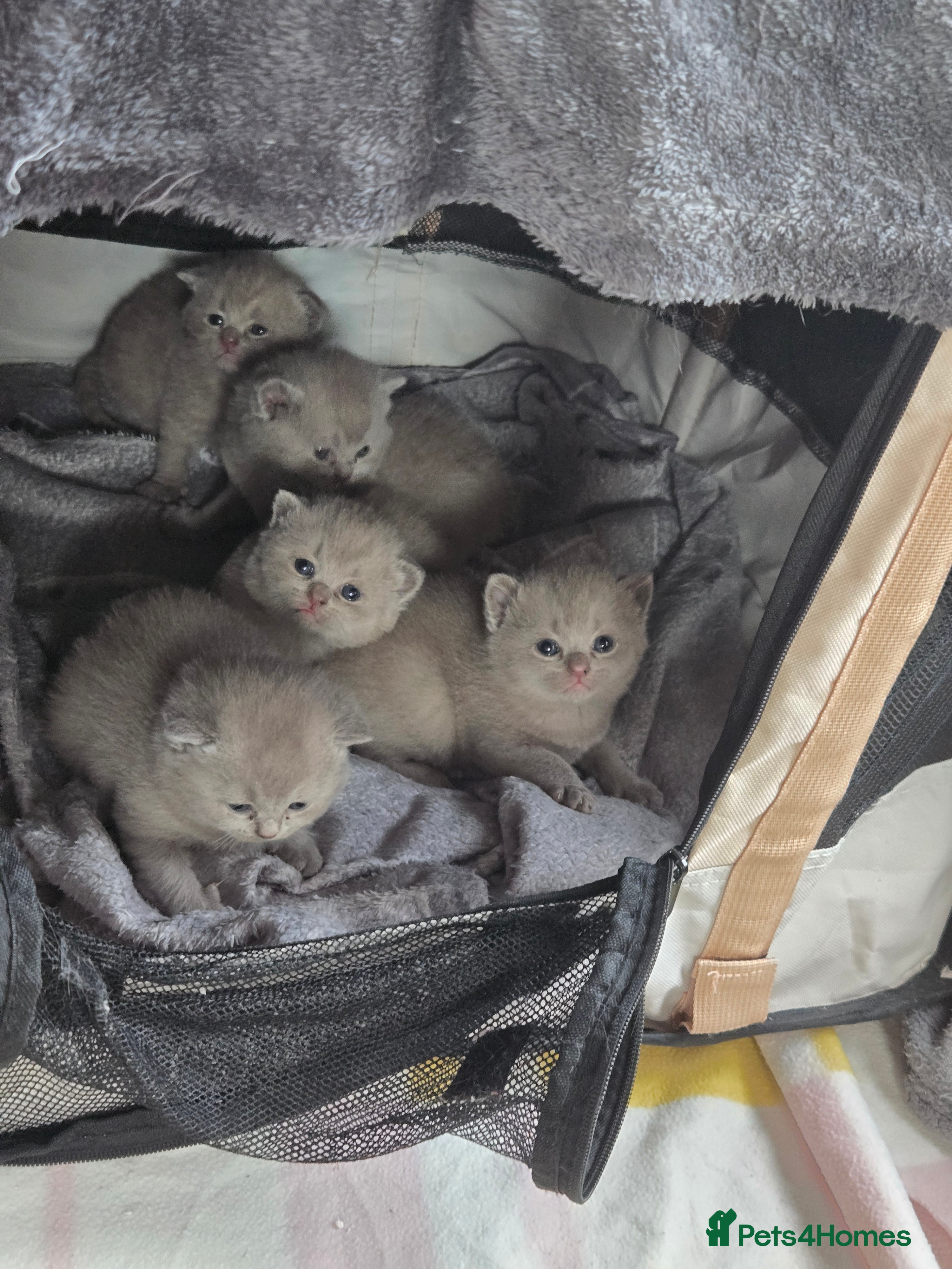 British Shorthair cats British short hair kittens  - Advert 14