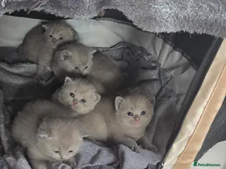 British Shorthair cats British short hair kittens - Advert 14