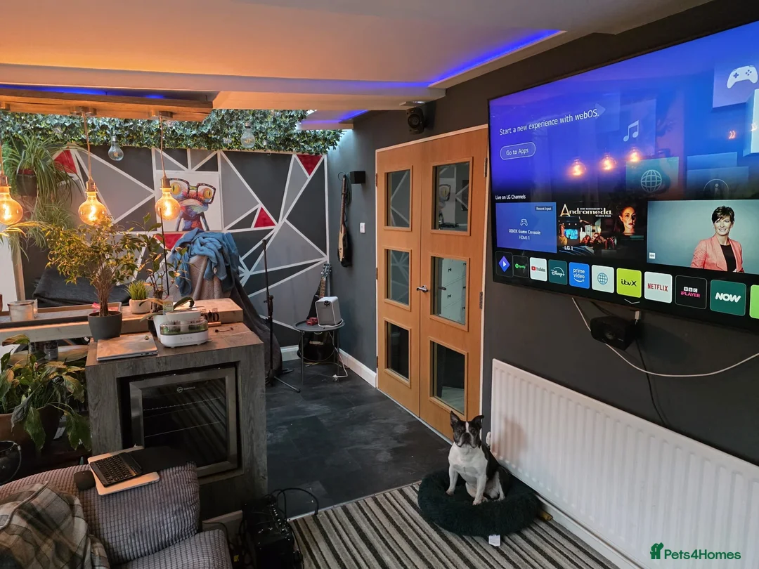 Boston Terrier dogs for sale: Boston terrier  in Leigh - Advert 5