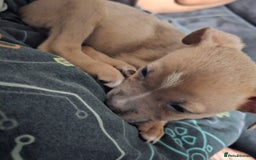 Mixed Breed dogs for sale: Accidental litter - Image 17