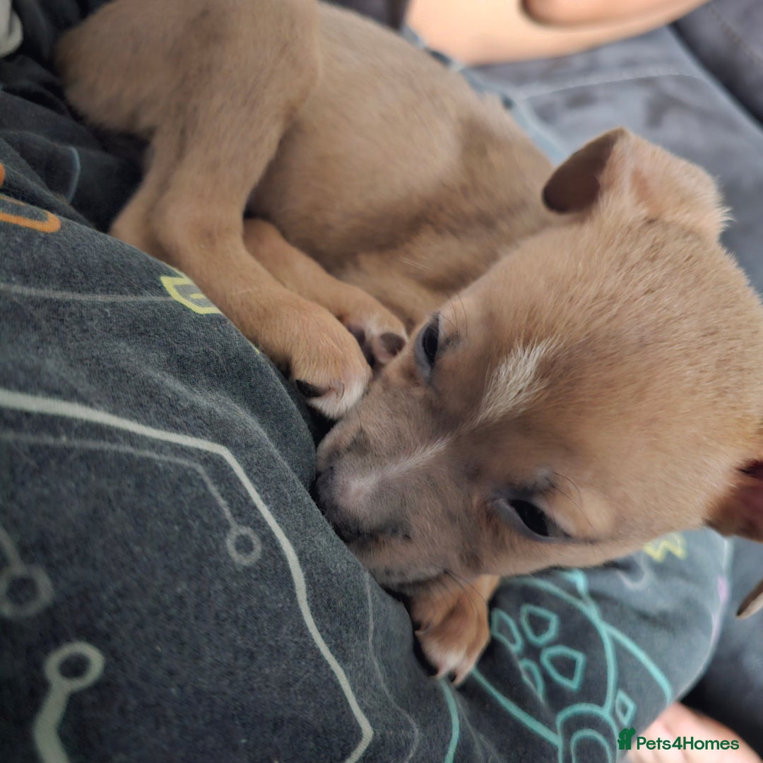 Mixed Breed dogs for sale: Accidental litter - Image 17