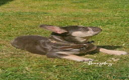 French Bulldog dogs for sale: Male 7 month old frenchie  - Image 2