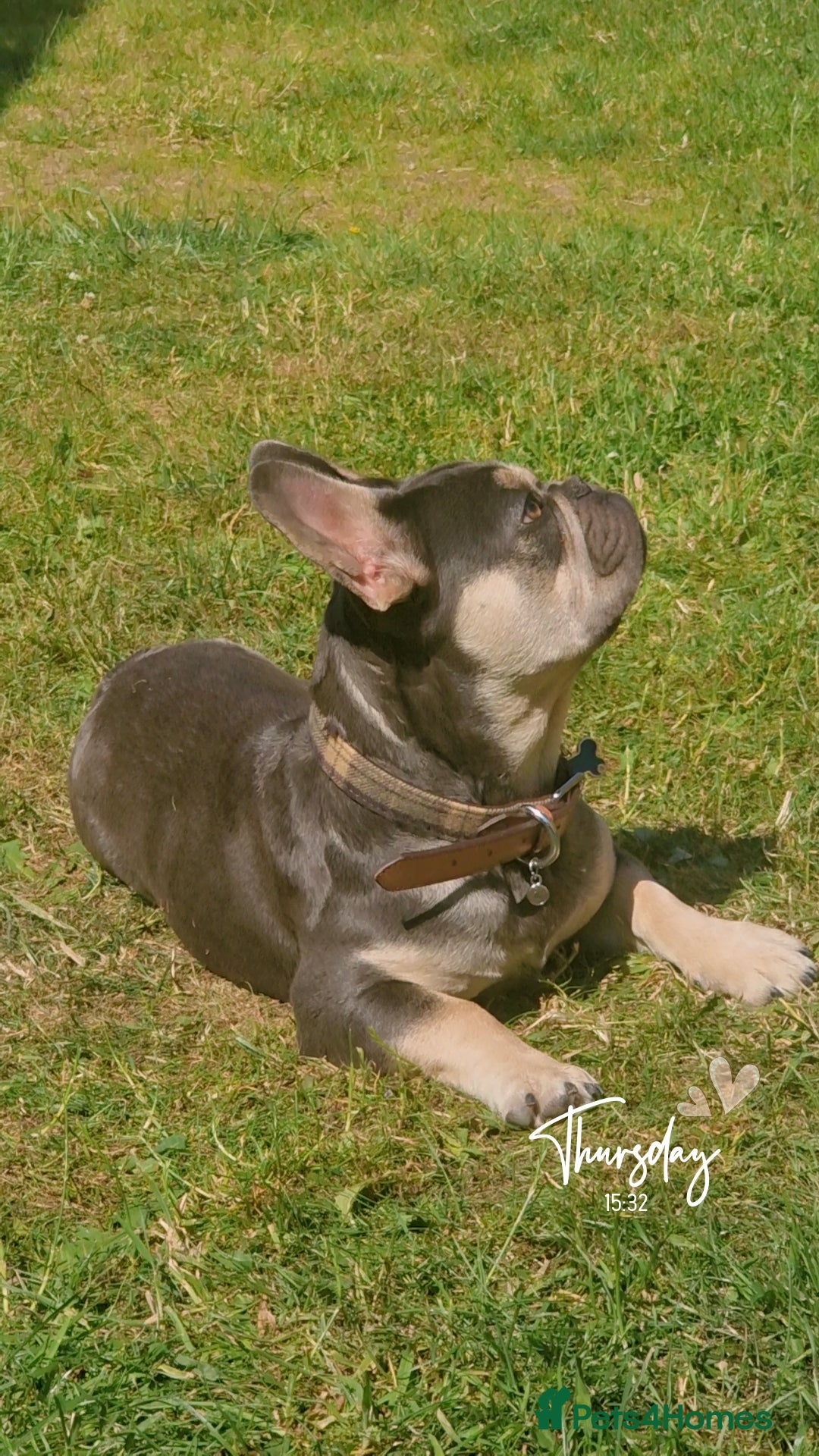 French Bulldog dogs for sale: Male 7 month old frenchie  - Image 2