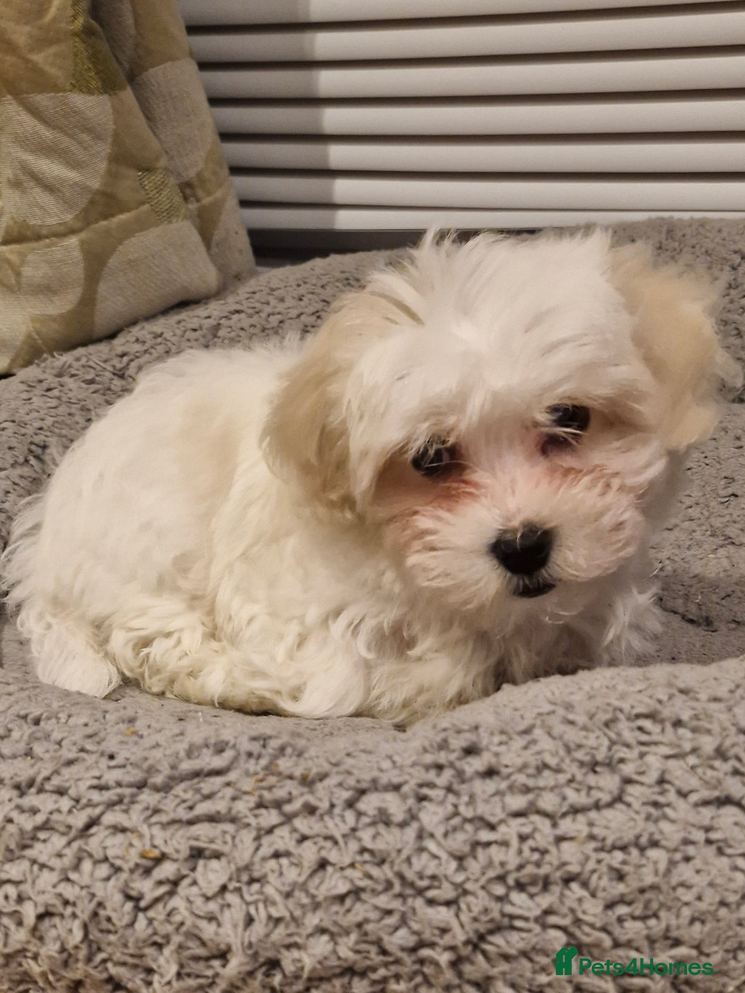 Bichon Frise dogs for sale: Bichon frise 10 week old - Advert 5